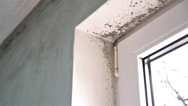 Best Mold Removal Specialists  in Putney, GA