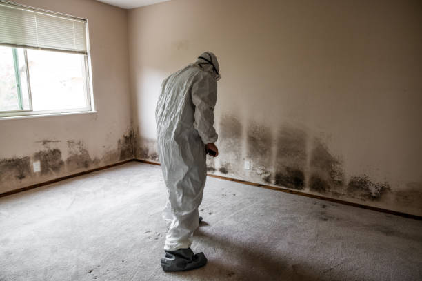 Best Mold Damage Repair  in Putney, GA